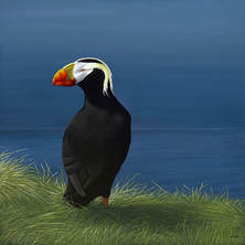 Laurie Savard, Tufted Puffin, Open Edition, Rag Paper, Float Mounted